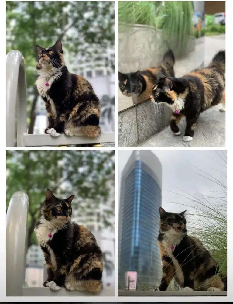 Kucing mixdome warna calico