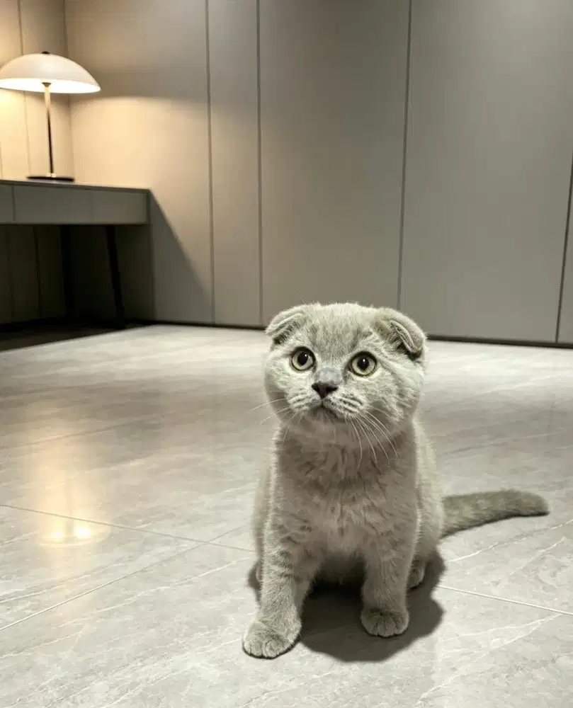 Scottish Fold Female Kitten