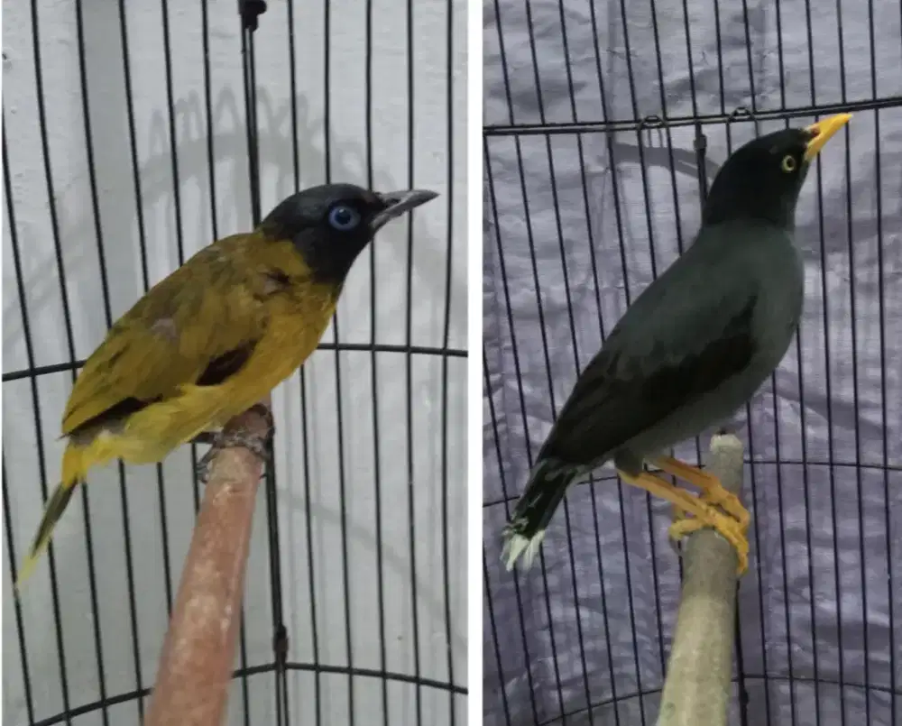 2 burung jual burja