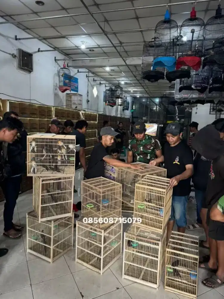 Murai Trotol Jantan betina Campur