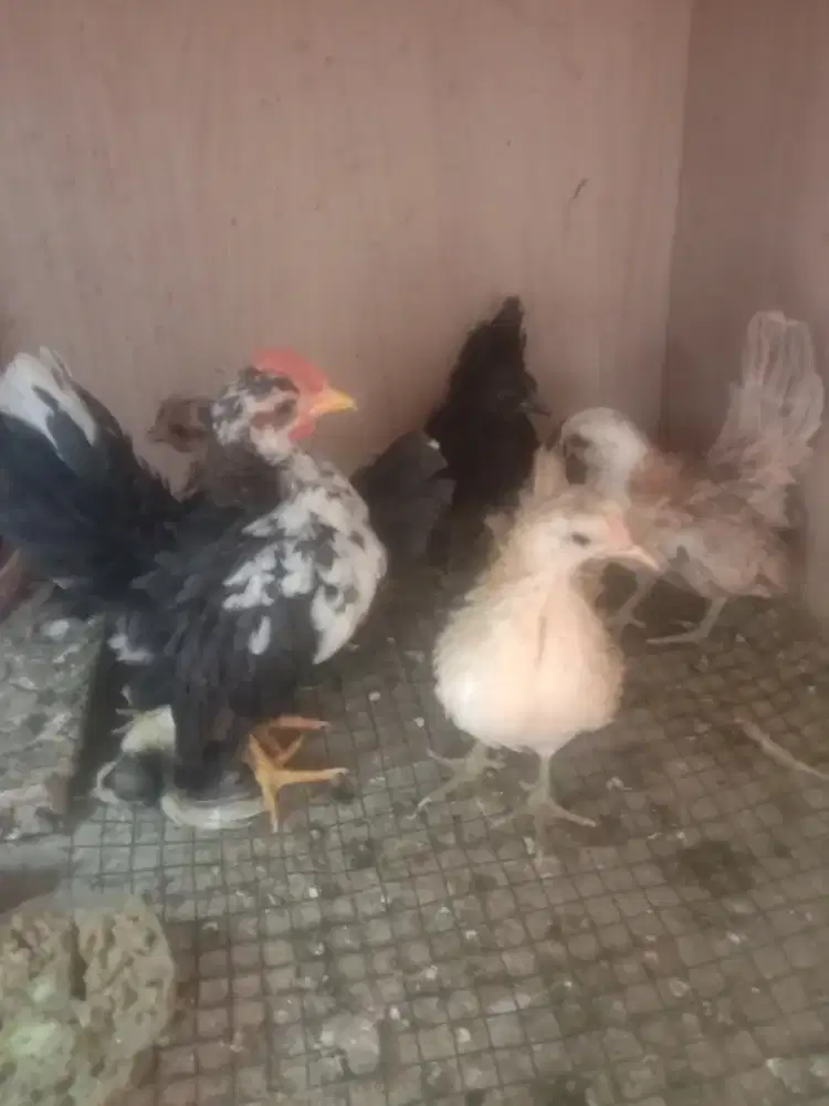 Ayam Serama remaja