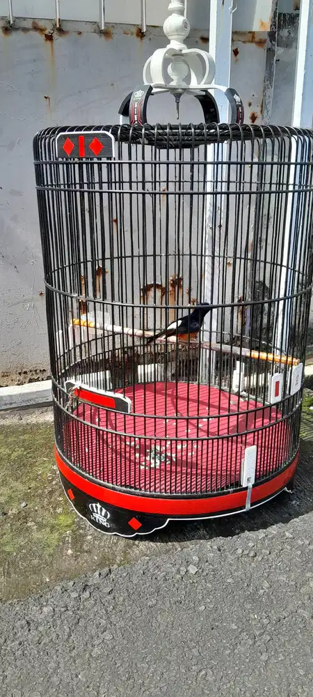 Murai muda belia