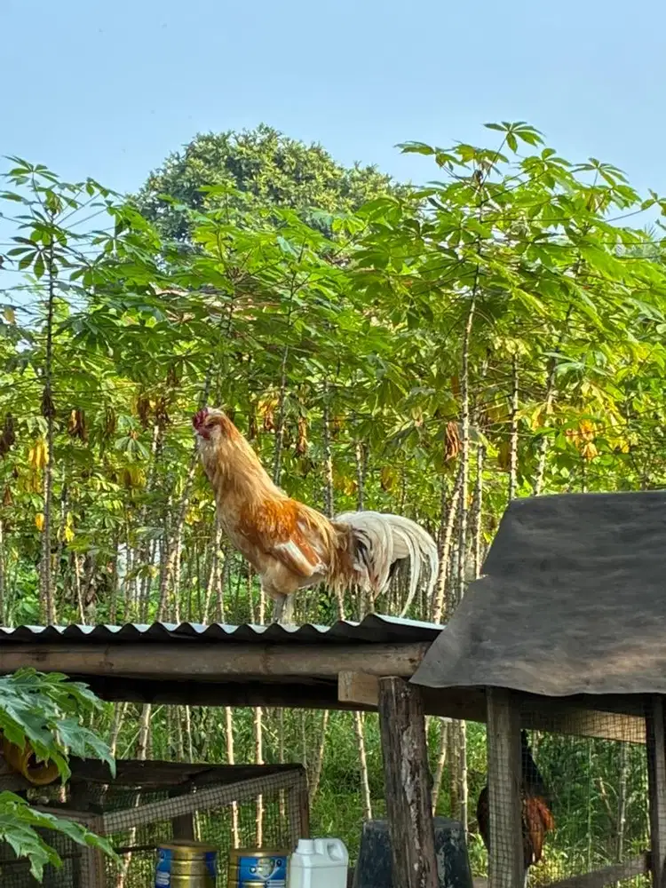 Ayam Hias Poland/Houdan Sepasang