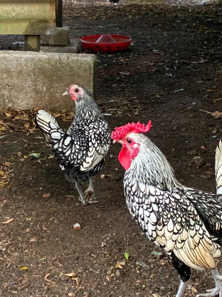 Ayam Batik Itali Sepasang