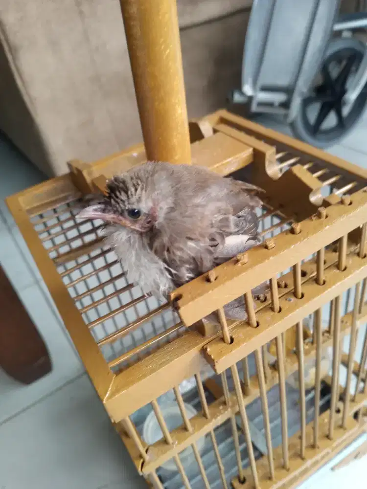 Anakan trucukan baru seminggu