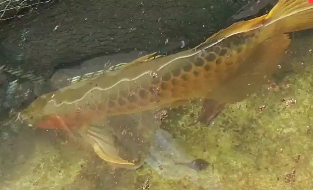 Ikan Arwana Super Red