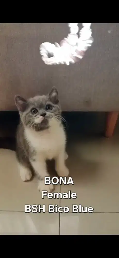 BRITISH SHORTHAIR BSH KITTEN NON PED