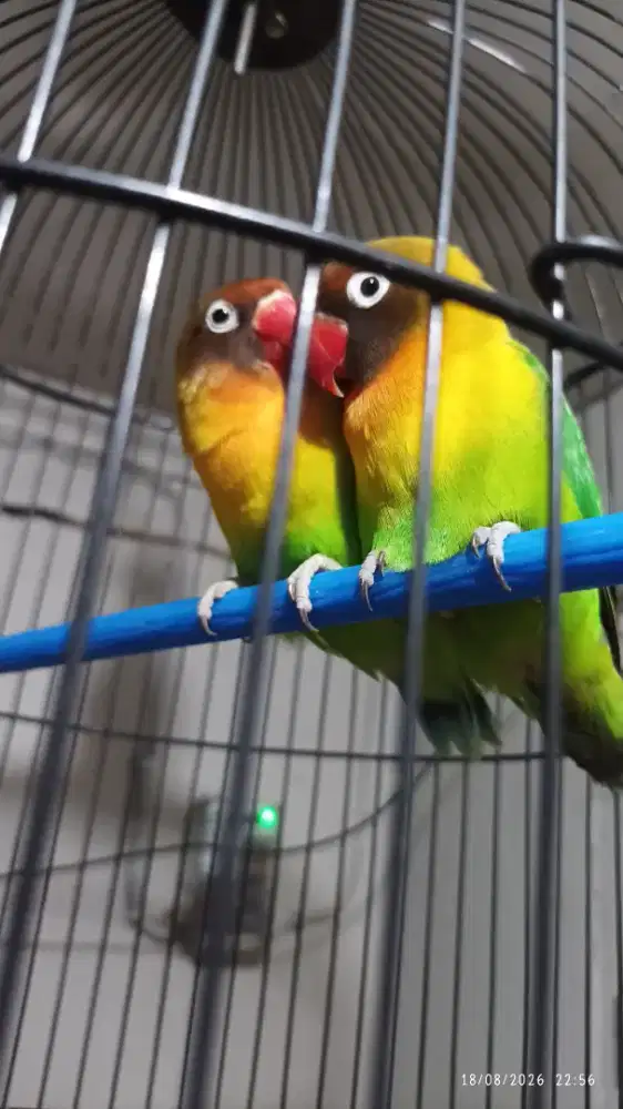 Lovebird sepasang siap masuk kandang ternak