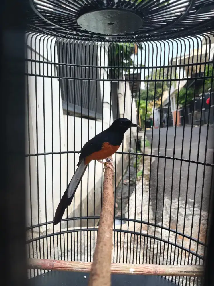Jual burung pastol  BURJA ring APBN