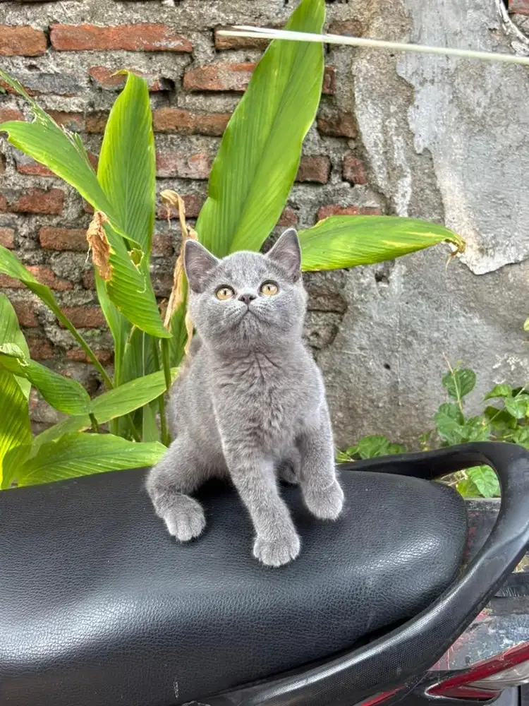 Kucing British shothair male