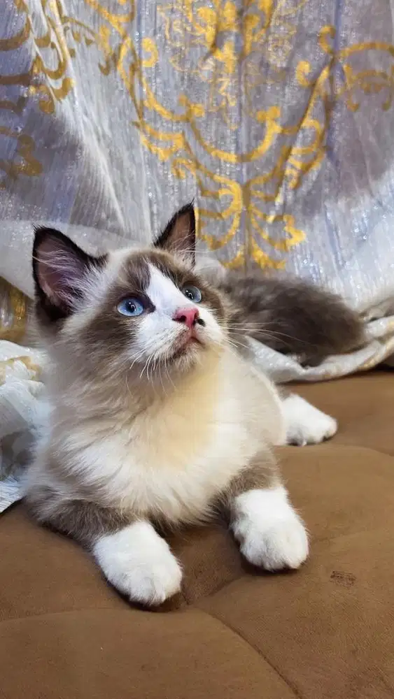 Kucing Ragdol male 4bln