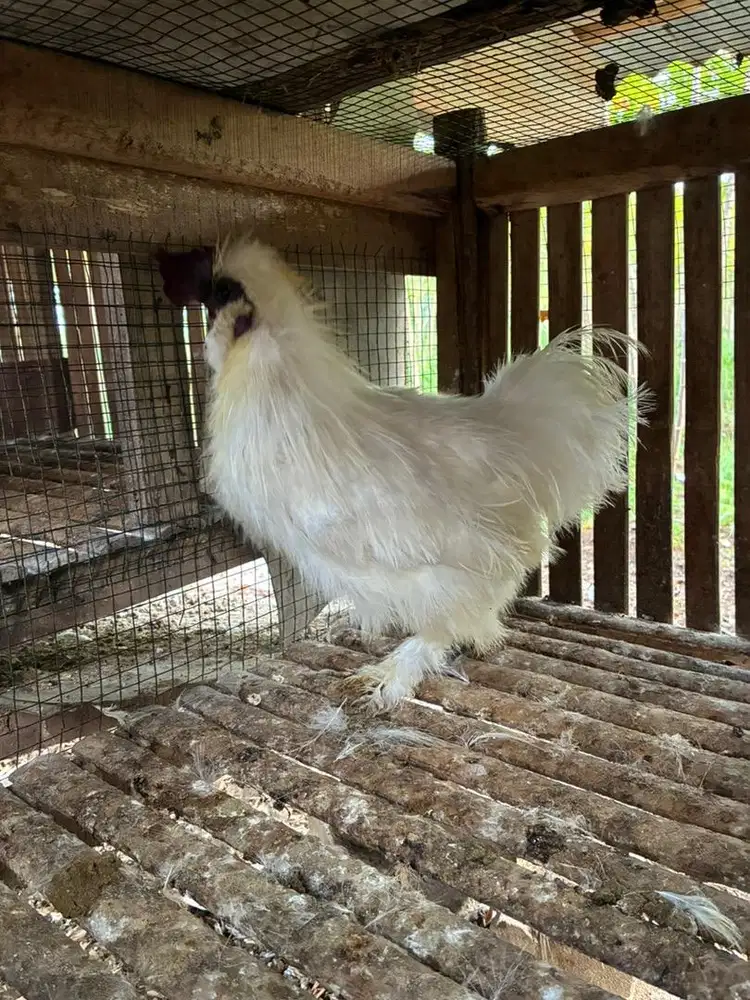 Ayam Hias Silkie/Kapas Sepasang