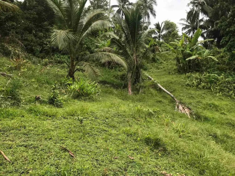 jual tanah kebun murah harga 100 ribu / meter di selemadeg tabanan bali.