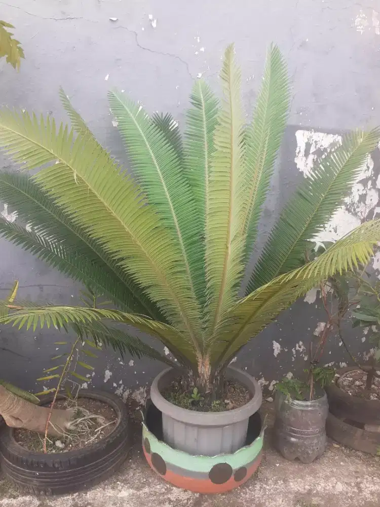 Pohon purba DIOON EDULE (sikas meksiko)