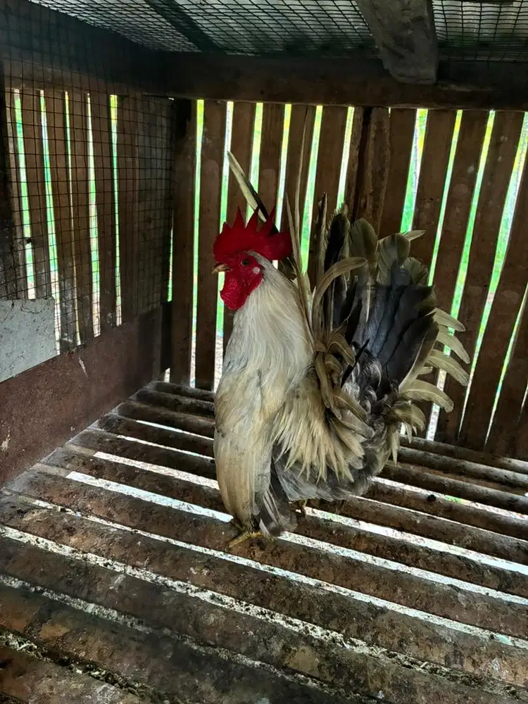 Ayam Hias Kate 3 ekor