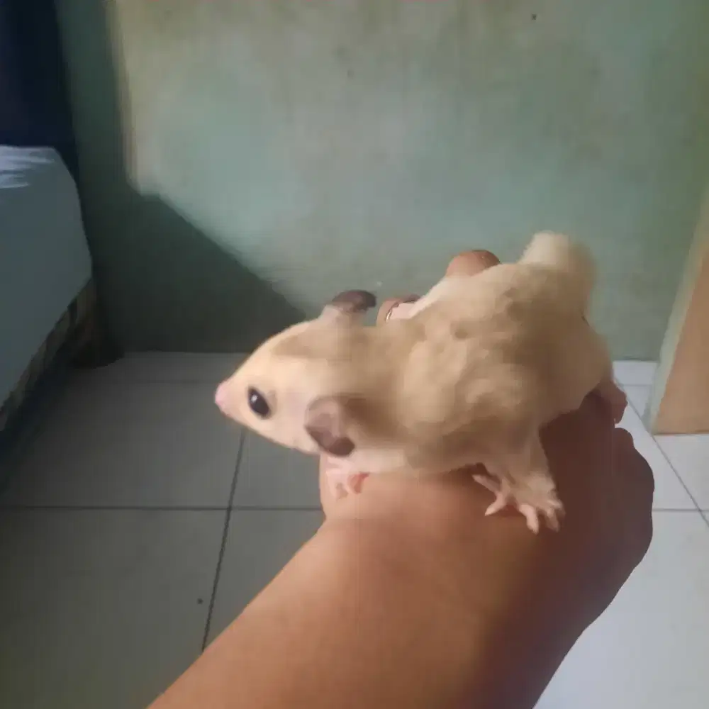 Sugar glider warna antik jarang ada..
