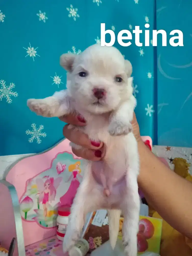 Anak anjing Shitzu