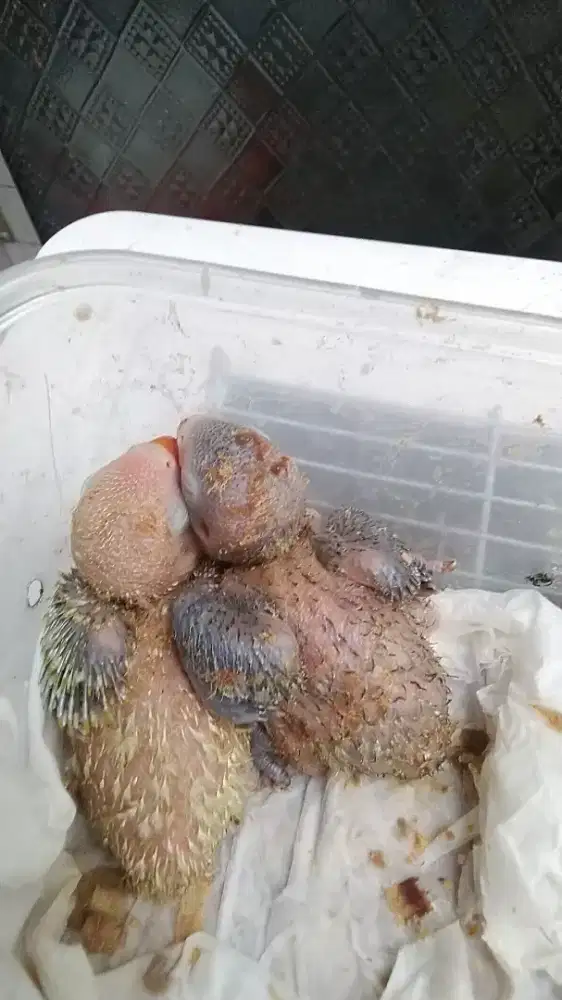 Dijual anak lolohan lovebir umur sdh 15 hari lebih