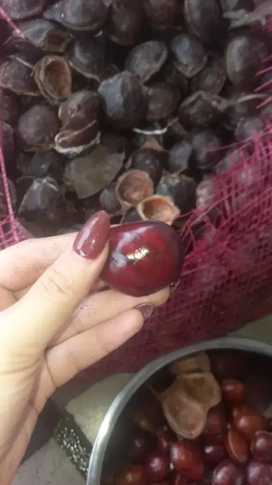 jengkol asli bangka