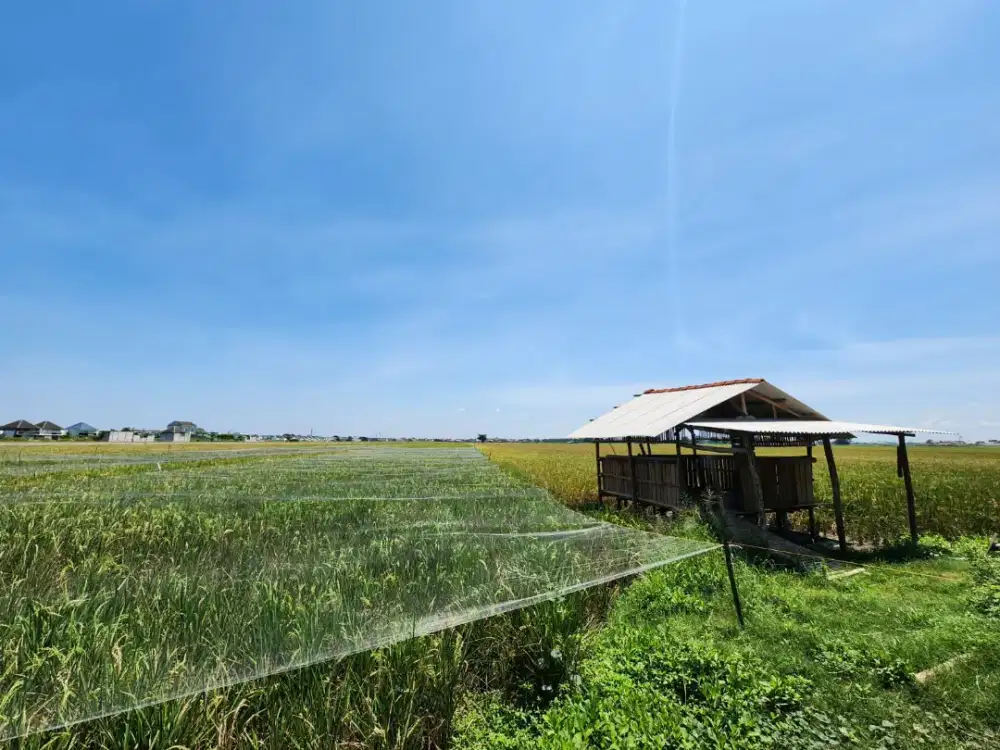 Dijual sawah murah di desa wisata kalanganyar