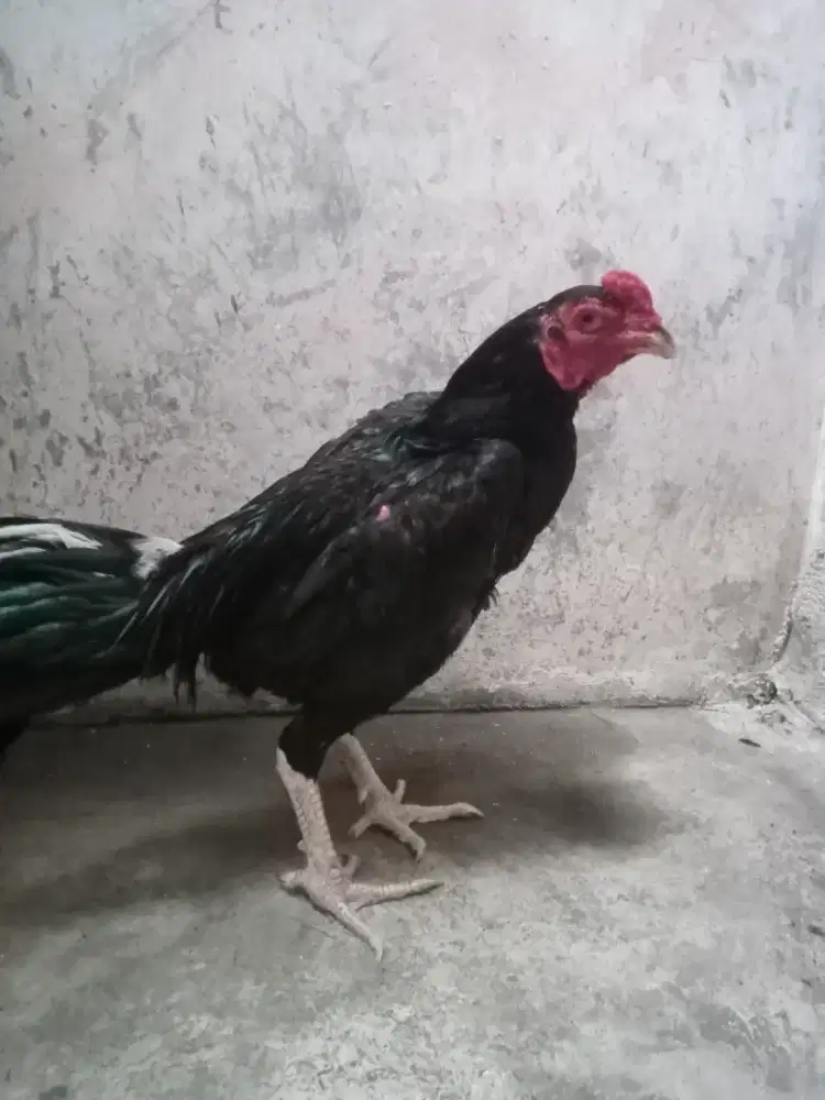 Ayam Bangkok trah f1