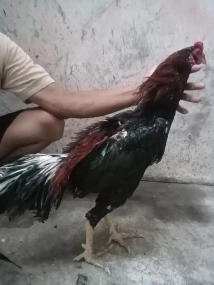 Ayam Bangkok trah f1