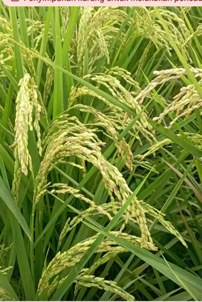 Sawah Strategis masuk mobil tepat samping Situ Cikamar SHM 1936m