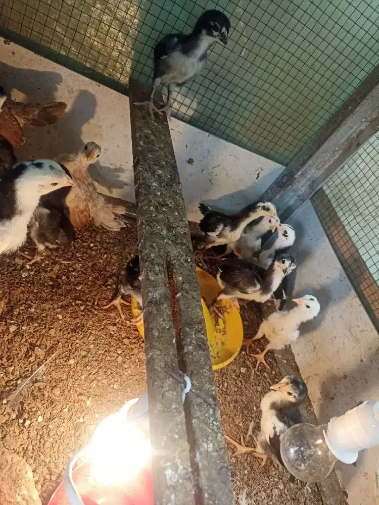 Anak ayam Bangkok x Birma