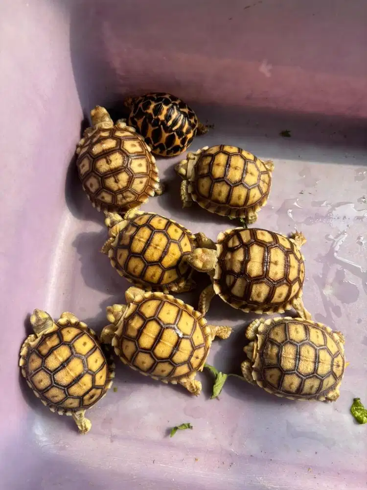 Sulcata imut lucu