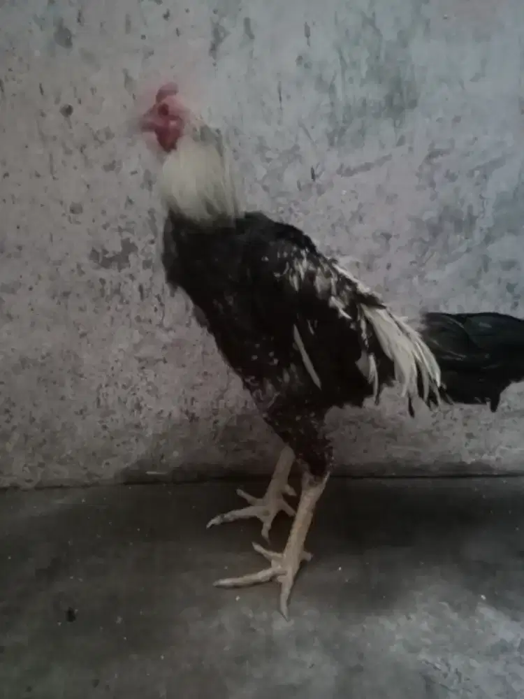 Ayam Bangkok trah f1