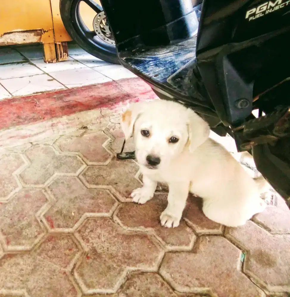Sayang Anak??2 anak Kintamani