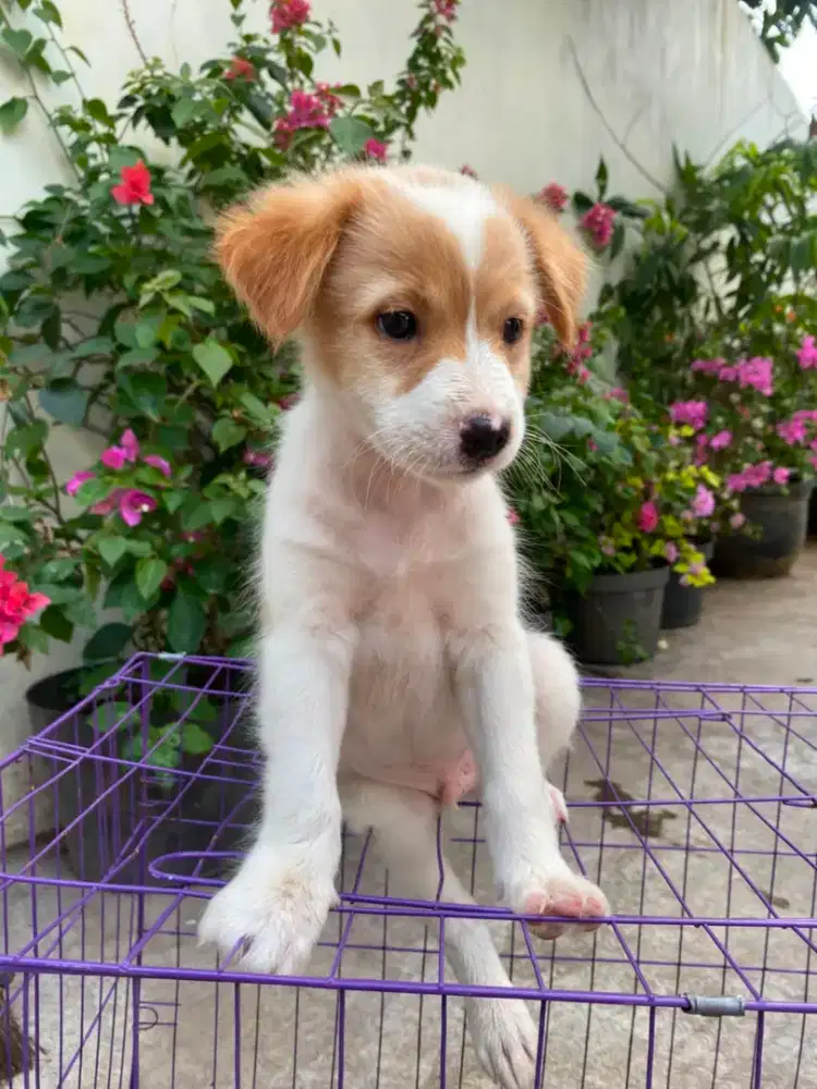 resdy puppys untuk jaga kandang atau rumah