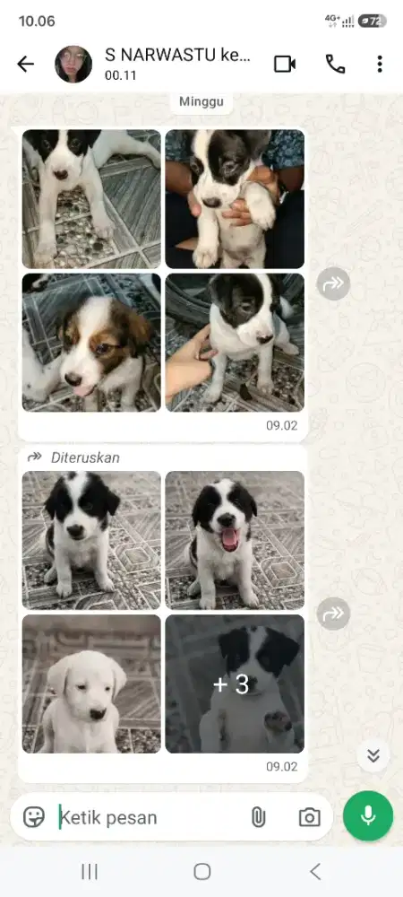 Dijual anak anjing yg lucu2 5 ekor