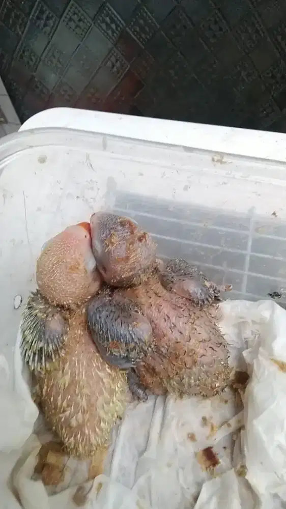 Dijual anak lolohan lovebird umur +-15 harian