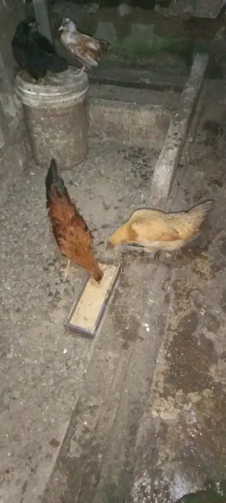 Ayam Polan mix sepasang