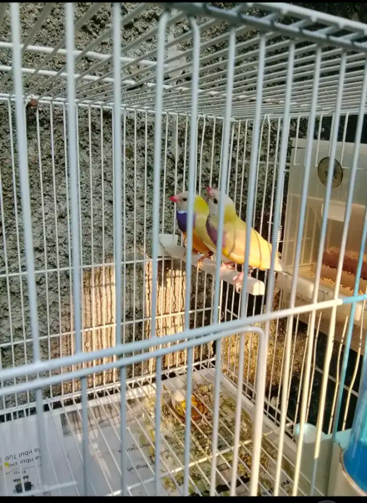 Gould amadine split silver sepasang