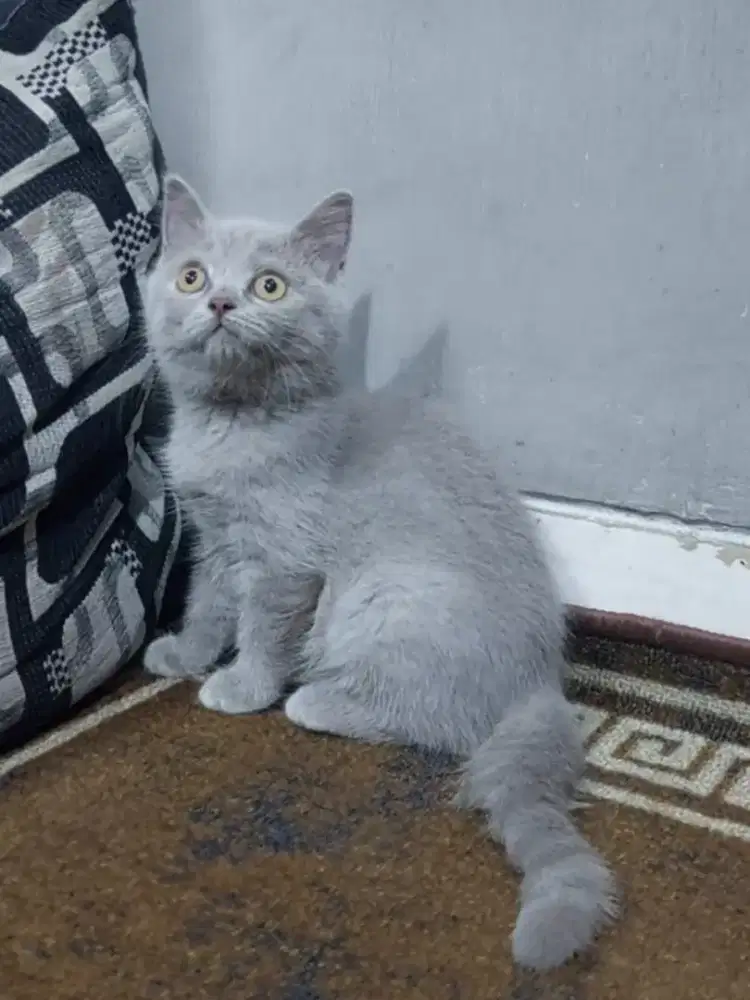 British Shorthair Lilac Betina