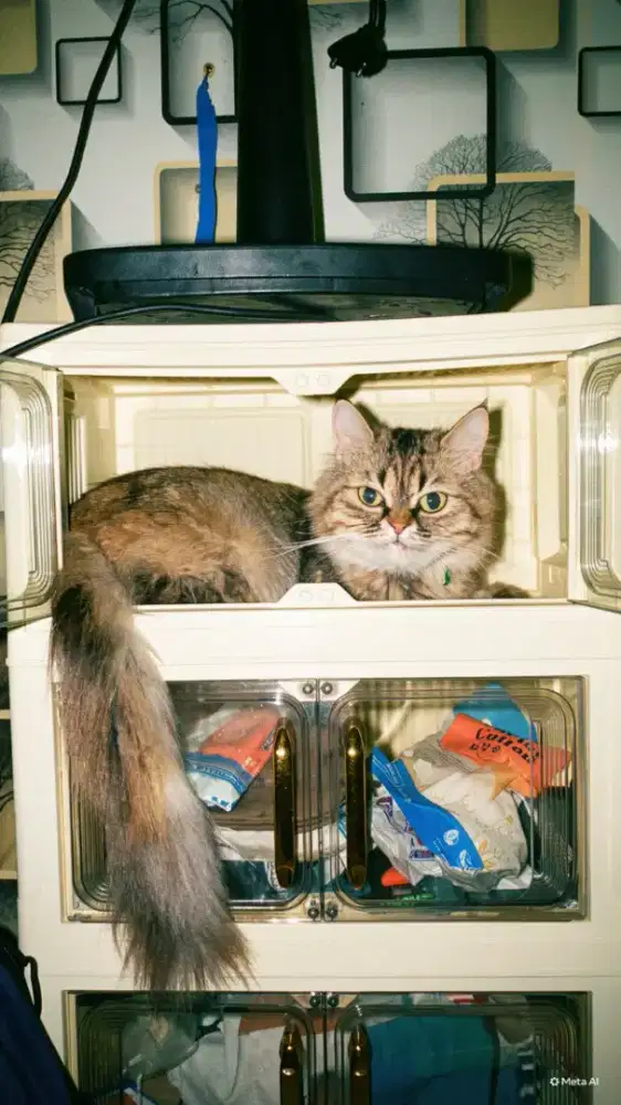 Open Adopt Kucing Persia Taby Pesek
