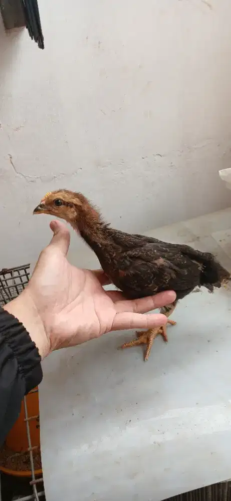Anak ayam KUB 2, Janaka Agrinak 1 bulan