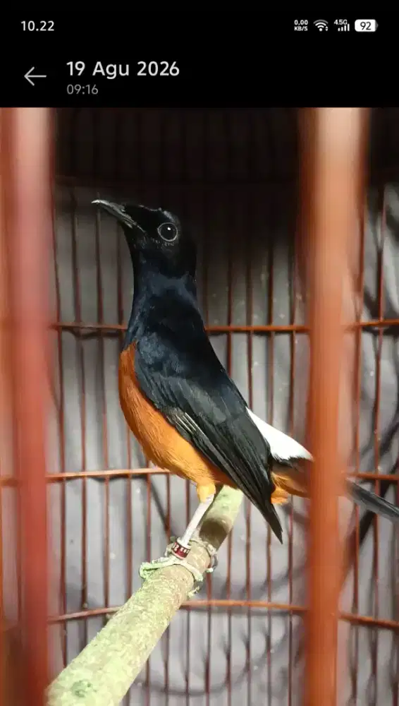 Murai Batu mapan
