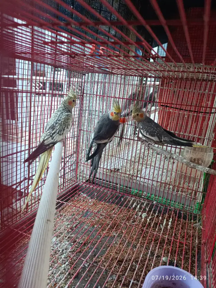 Falk Australi dewasa