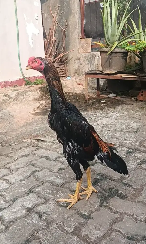 Ayam Bangkok Muda Gress