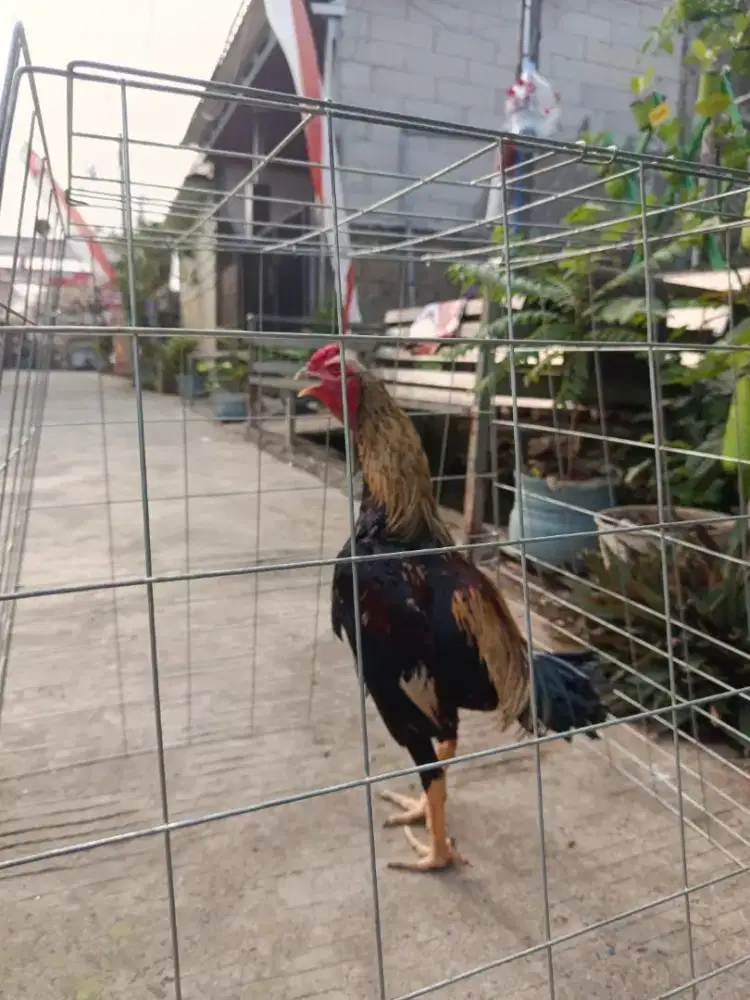 AYAM PAMA JALAK EMAS USIA 7 BULAN