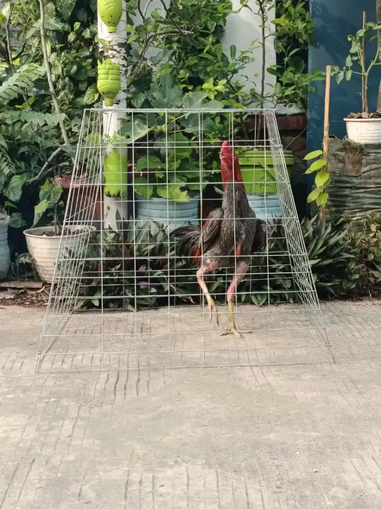 AYAM PAMAxMANGON KELABU API USIA 6 BULAN