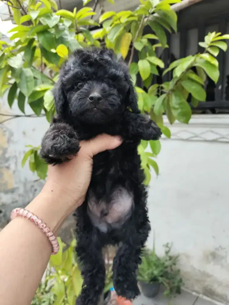 Ready anakan toy poodle