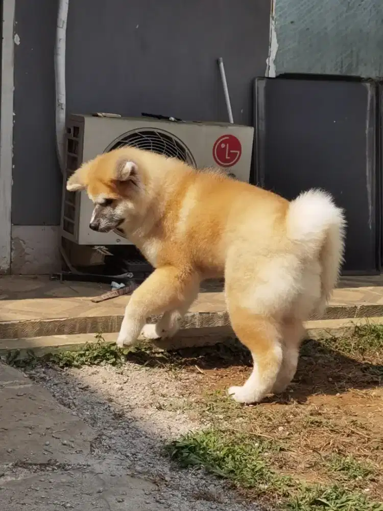 JAHSUEDE AKITA INU BEST BLOODLINE