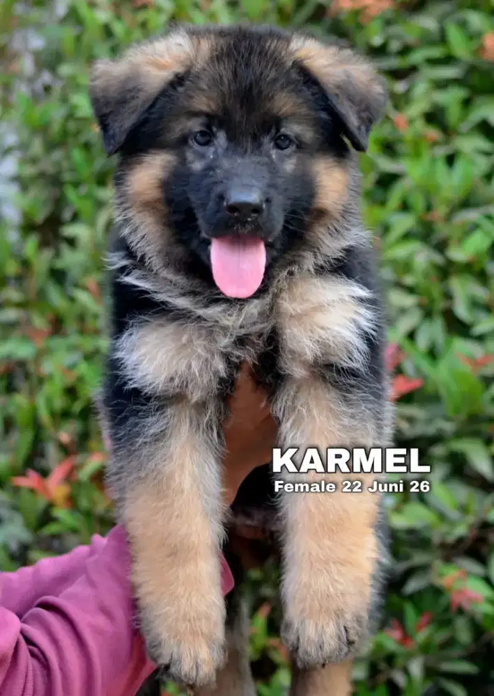 Herder blacktan betina •KARMEL•