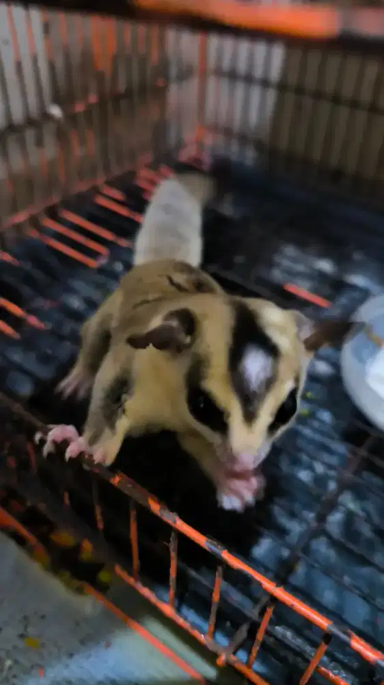 Sugar Glider WhiteFace