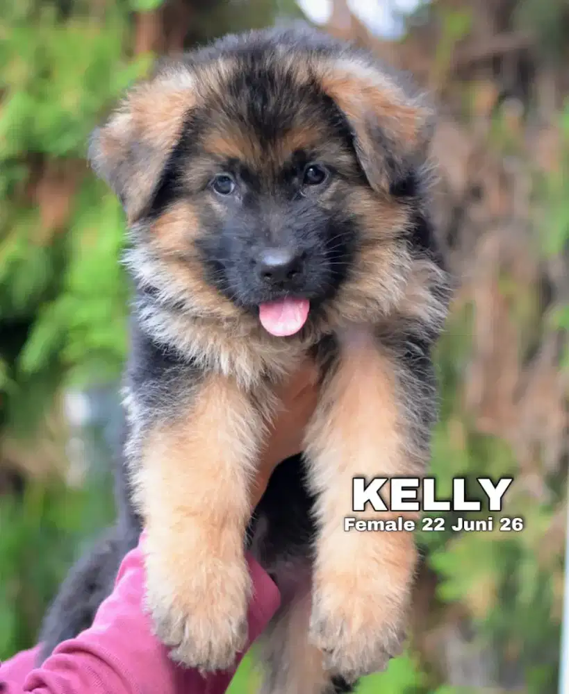 Herder blacktan betina •KELLY•