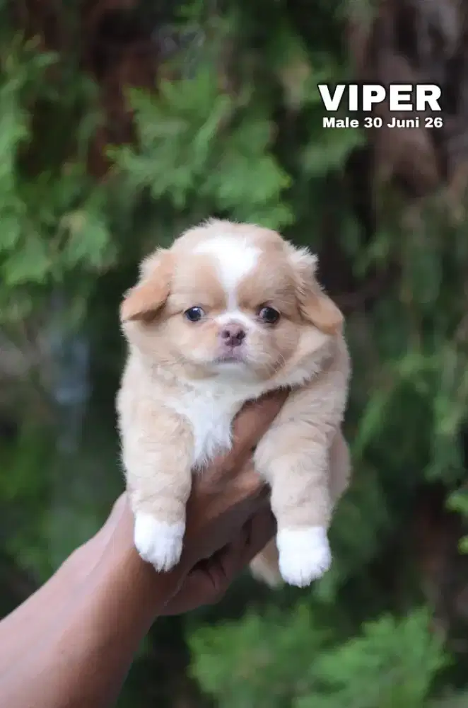 Chihuahua longhair jantan •VIPER•